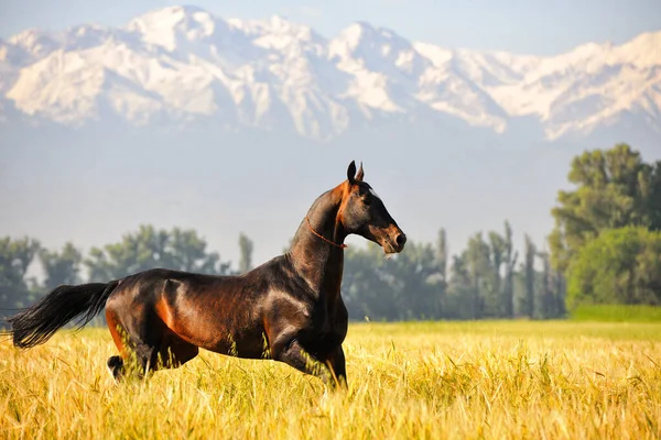 Dark Bay Akhal Teke aygırı sarı buğday tarlasında koşuyor ve arka planda dağlar var. Yatay, kenar görünüm, hareket halinde. 