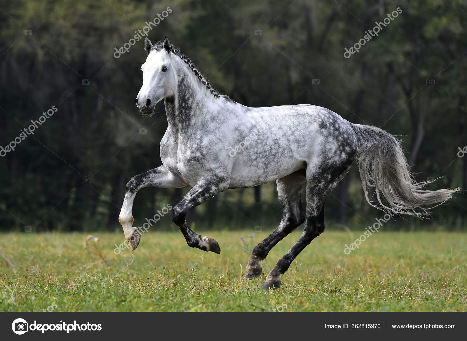 Dappled Grey Horse Plated Mane Running Field Summer Animal Motion — Stock  Photo © arthorse #362815970, image size:1600x1167