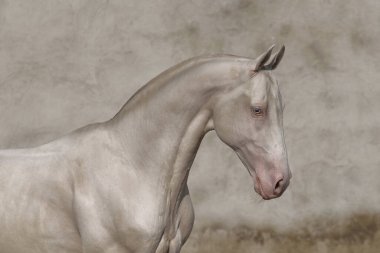 Cremello Akhal Teke aygır portresi dokulu eski bir duvara karşı.