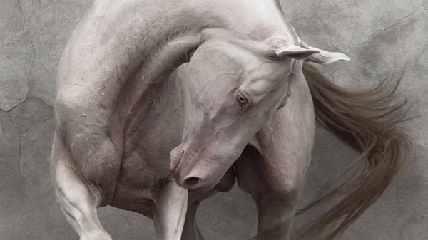 Cremello Akhal Teke aygır portresi dokulu eski bir duvara karşı.