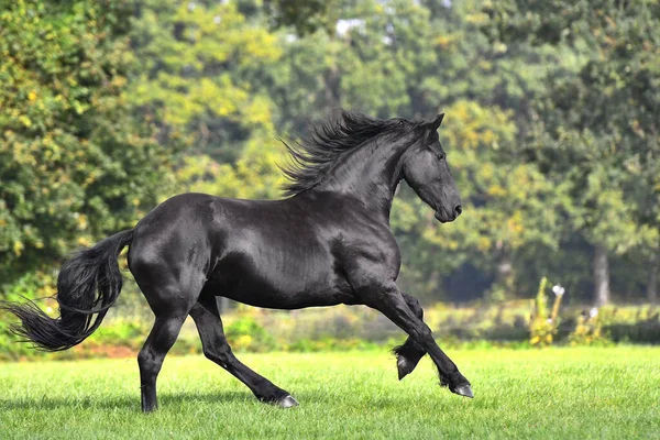 Zwarte Friese Paard Met Lange Manen Loopt Bloeiende Groene Tuin — Stockfoto