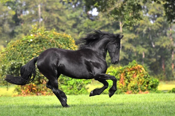 Caballo Frisón Negro Con Melena Larga Corre Floreciente Jardín Verde —  Fotos de Stock