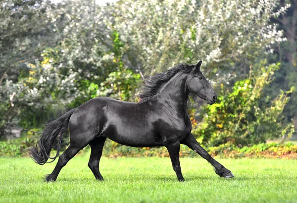 Black Friesian Horse Long Mane Runs Blooming Green Garden Spring — Stock Photo, Image