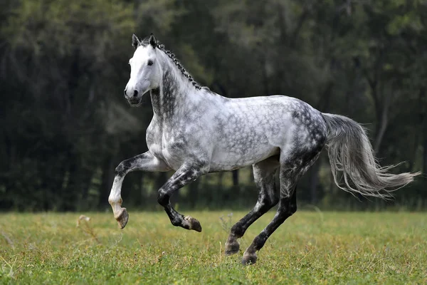Suszony Szary Koń Posypaną Grzywą Biegnącą Latem Przez Pole Ruch — Zdjęcie stockowe