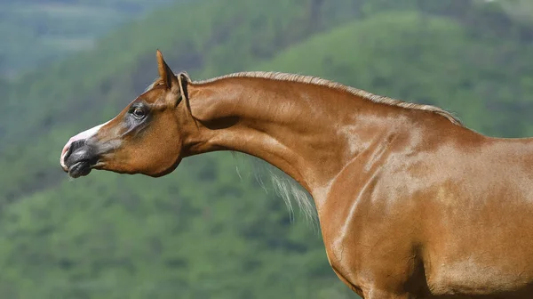 Gesztenye Fajtiszta Show Típusú Arab Csődör Portré Hosszú Nyakú Szabadság — Stock Fotó