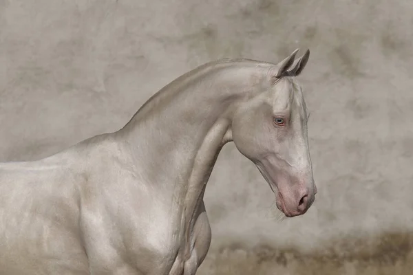 Cremello Akhal Teke aygır portresi dokulu eski bir duvara karşı.