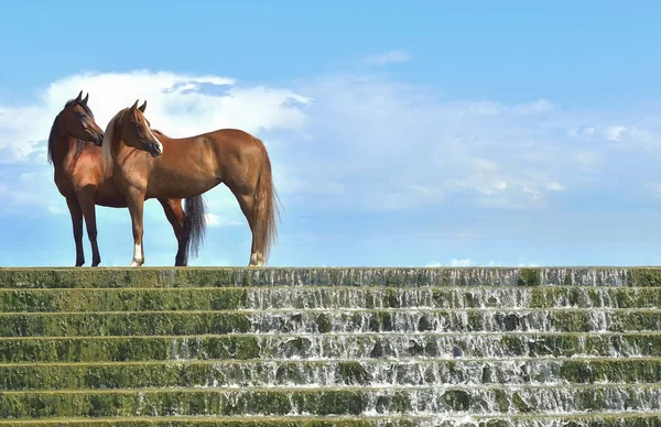 Dos Caballos Árabes Raza Pura Pie Escaleras Piedra Con Cascada — Foto de Stock