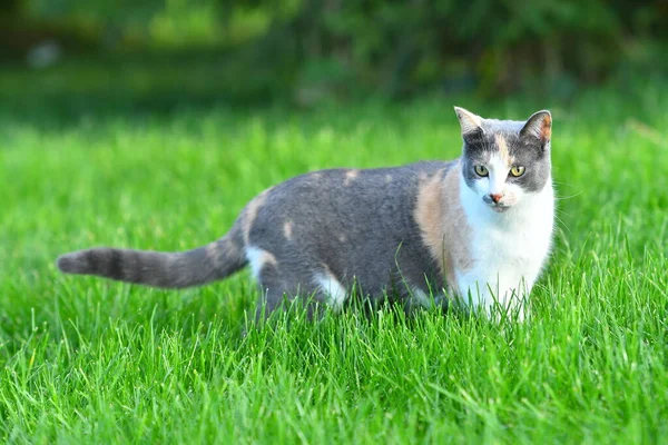 Three Coloured Cat Playing Bright Green Grass Summer — Stock Photo, Image