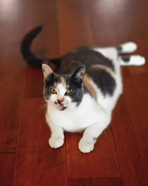 Three Coloured Calico Cat Lying Wooden Floor Indoorn Home — Stock Photo, Image