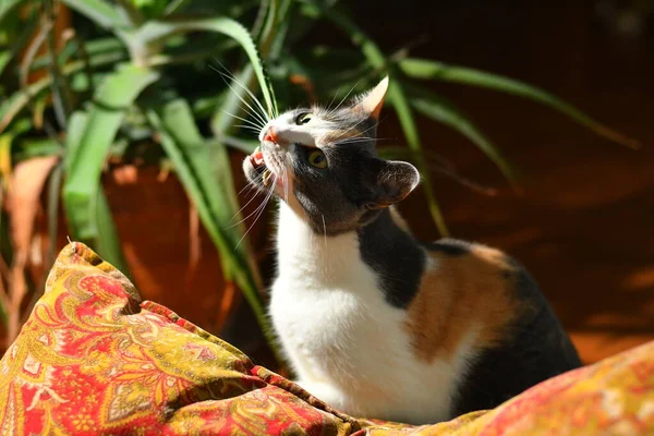 Three colored cat eating a house plant at home.