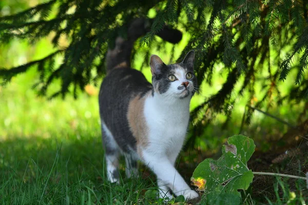 三只五颜六色的猫夏天在外面鲜绿的草地上玩耍 — 图库照片