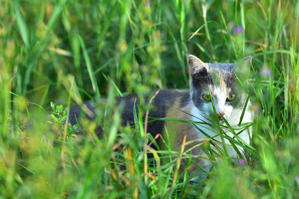 Tři Barevné Kočky Venku Létě Hrají Jasně Zelené Trávě — Stock fotografie