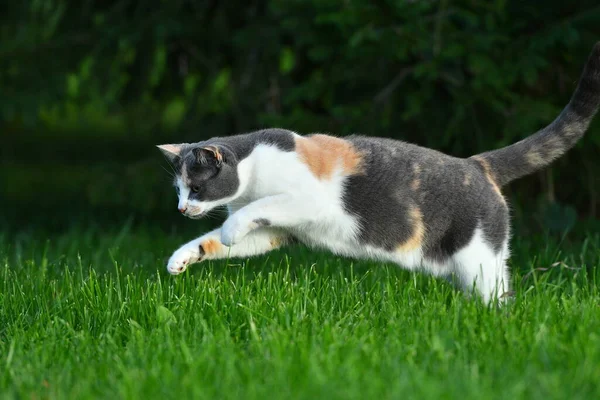 Dreifarbige Katze Spielt Sommer Draußen Hellgrünen Gras — Stockfoto