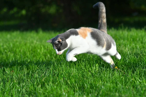 三只五颜六色的猫夏天在外面鲜绿的草地上玩耍 — 图库照片