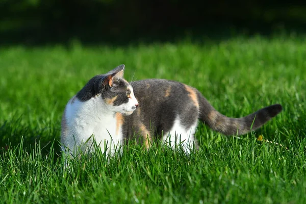 Tři Barevné Kočky Venku Létě Hrají Jasně Zelené Trávě — Stock fotografie