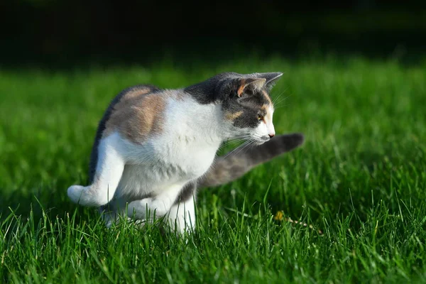 Трехцветная Кошка Играет Ярко Зеленой Траве Летом Улице — стоковое фото
