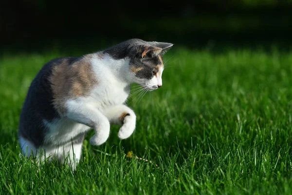 Трехцветная Кошка Играет Ярко Зеленой Траве Летом Улице — стоковое фото