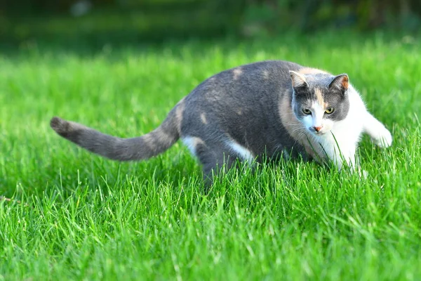 Three Coloured Cat Playing Bright Green Grass Summer — Stock Photo, Image