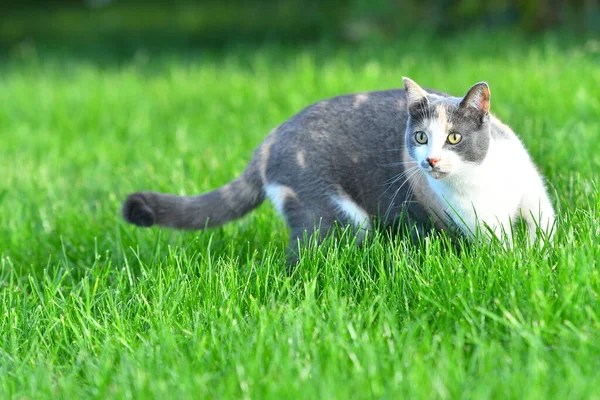 Dreifarbige Katze Spielt Sommer Draußen Hellgrünen Gras — Stockfoto