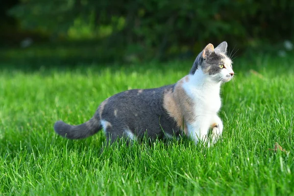 Três Gatos Coloridos Brincando Grama Verde Brilhante Verão Fora — Fotografia de Stock