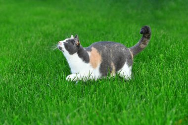 Yazın açık yeşil çimlerde oynayan üç renkli kedi..