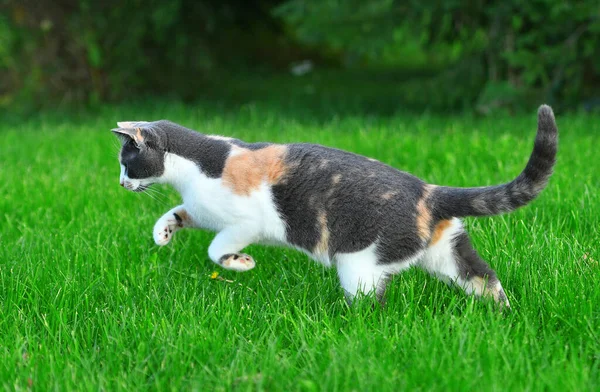 여름에 바깥의 잔디에서 고양이 — 스톡 사진