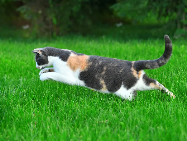 Dreifarbige Katze Spielt Sommer Draußen Hellgrünen Gras — Stockfoto