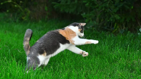 外の夏に明るい緑の芝生で遊ぶ3色の猫 — ストック写真