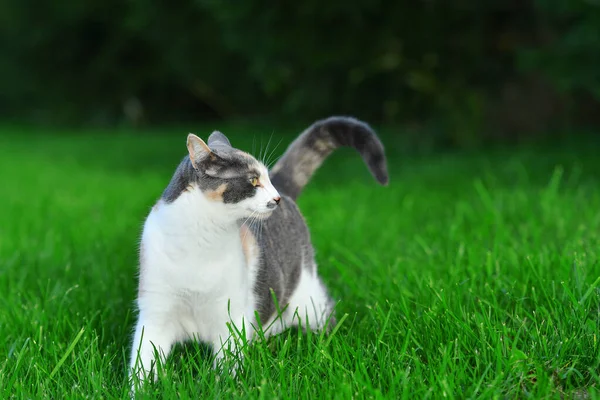 Três Gatos Coloridos Brincando Grama Verde Brilhante Verão Fora — Fotografia de Stock