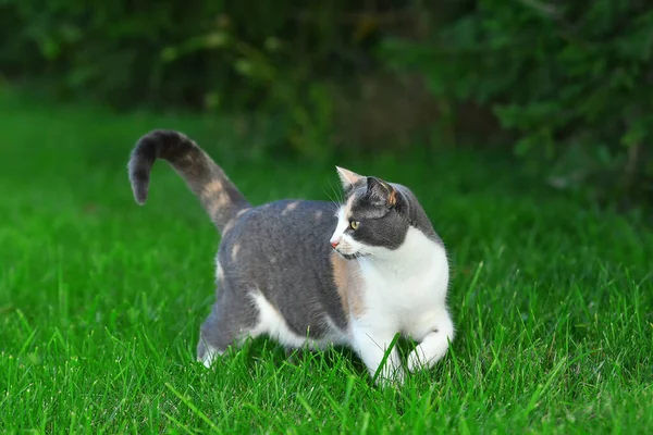 Três Gatos Coloridos Brincando Grama Verde Brilhante Verão Fora — Fotografia de Stock