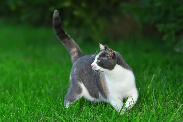 三只五颜六色的猫夏天在外面鲜绿的草地上玩耍 — 图库照片