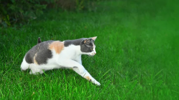 Tres Gatos Color Jugando Hierba Verde Brillante Verano Aire Libre — Foto de Stock