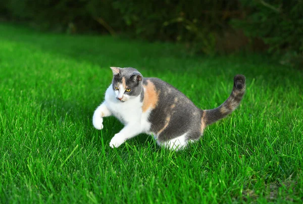 Trzy Kolorowe Koty Bawią Się Jasnozielonej Trawie Latem Zewnątrz — Zdjęcie stockowe