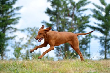 Kızıl Macar Vizsla baharın başında tarlada oynuyor ve koşuyor..