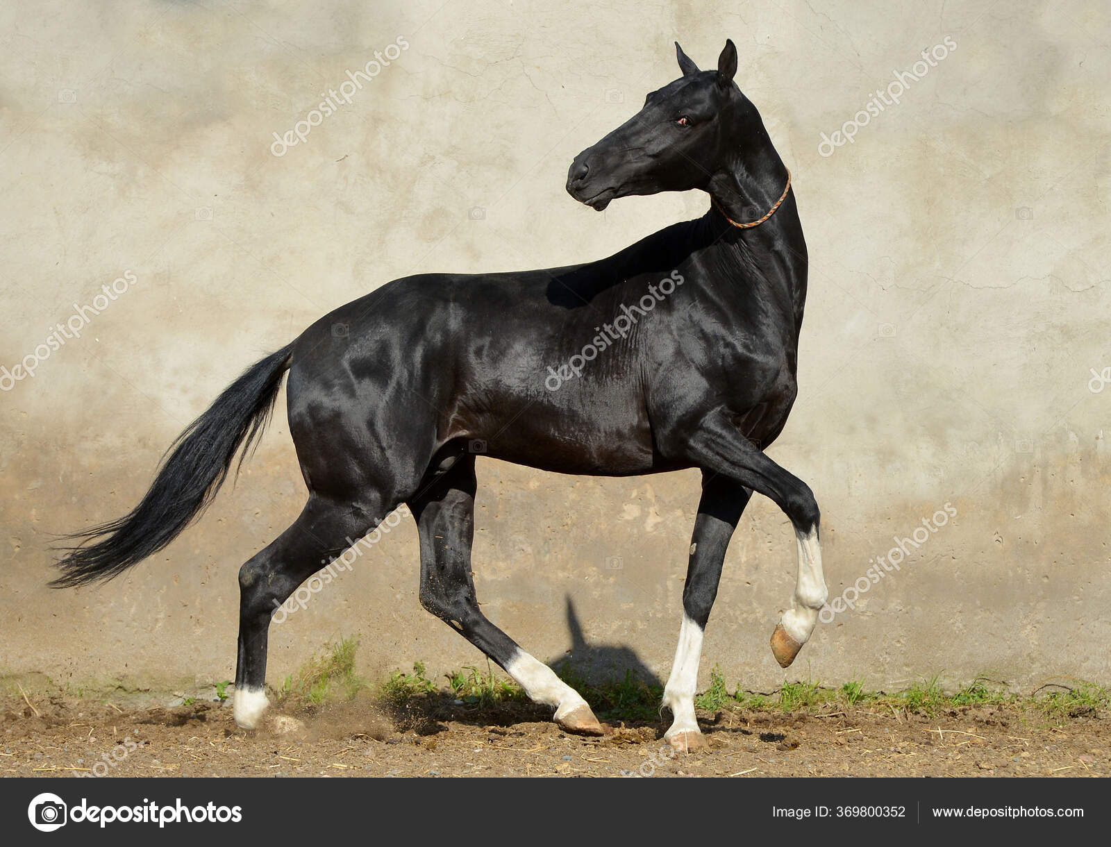 Magnífico Semental Akhal Teke Negro Con Cuatro Patas Blancas Corriendo