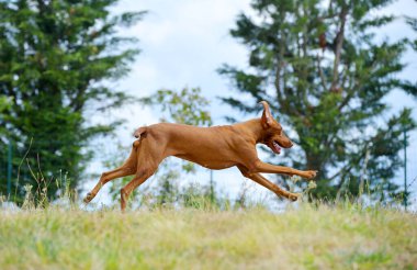 Kızıl Macar Vizsla baharın başında tarlada oynuyor ve koşuyor..