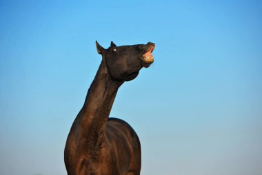 Kara akhal teke aygır Flehmen tepkisini gösteriyor. Üst dudağı mavi gökyüzü arkaplanına yapıştırıyor..