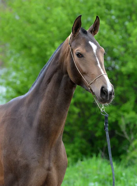 Escuro Buckskin Akhal Teke Cavalo Show Halter Contra Fundo Folhoso — Fotografia de Stock