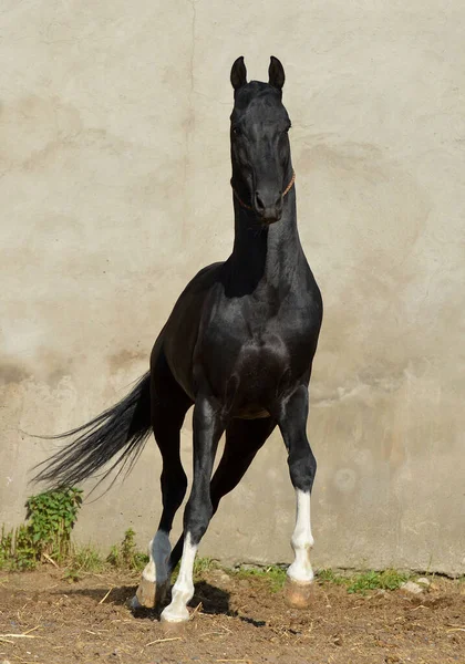 Magnificent Black Akhal Teke Stallion Four White Legs Running Playing — Stock Photo, Image