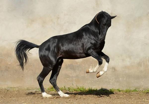 Magnífico Semental Akhal Teke Negro Con Cuatro Patas Blancas Corriendo —  Fotos de Stock