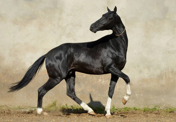 Magnífico Semental Akhal Teke Negro Con Cuatro Patas Blancas Corriendo —  Fotos de Stock