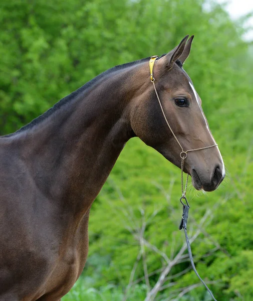 Dark Buckskin Akhal Teke Show Kötőfék Ellen Zöld Leveles Háttér Stock Kép