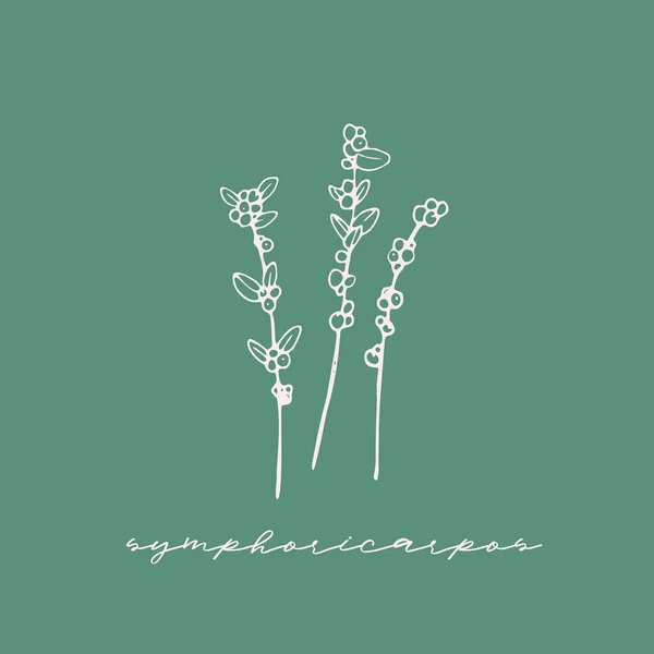 Snowberry Symphoricarpos ile illüstrasyon.