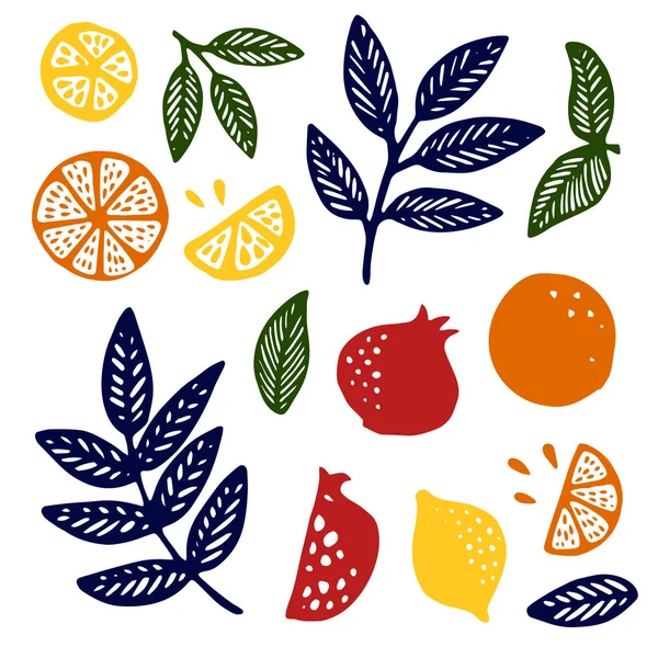 Collectie van citrus segmenten - — Stockvector