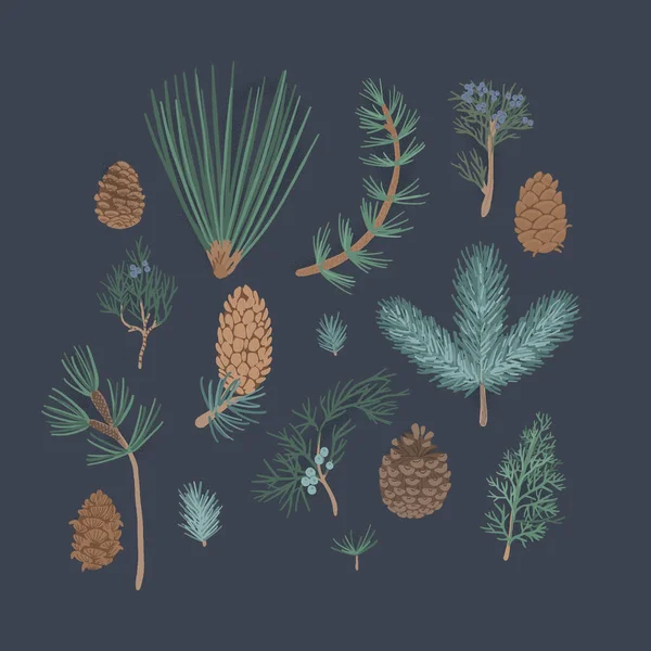 Плоский векторный набор ветвей хвойных растений . Лицензионные Стоковые Иллюстрации