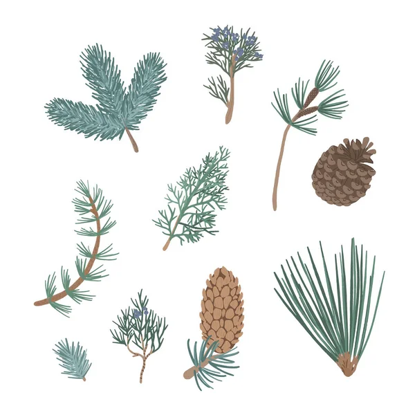 Плоский векторный набор ветвей хвойных растений . Стоковая Иллюстрация