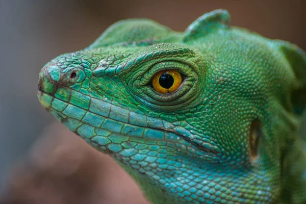 Basilisco iguana up close — Stock Photo, Image