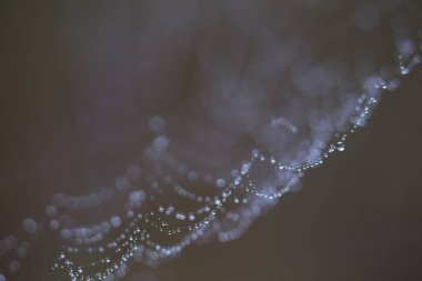 Çiğ içinde kaplı örümcek ağı