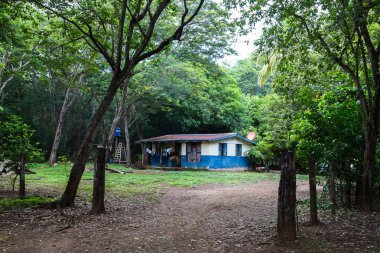 Kuru orman içinde tipik ev