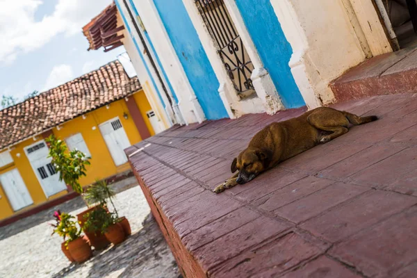 Schlafender Hund neben dem Haus — Stockfoto